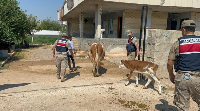 Hayvanlar teslim edildi, para ortada yok! Şanlıurfa'da jandarma harekete geçti