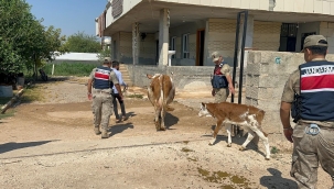 Hayvanlar teslim edildi, para ortada yok! Şanlıurfa'da jandarma harekete geçti