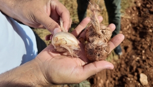Şanlıurfa'da Tarihi Safran Üretimi Büyükşehir Desteğiyle Yeniden Canlanıyor