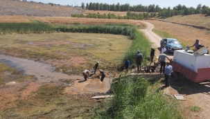 Şanlıurfa'dan 18 Milyonluk Hamle! Yavru Balıklar Su Kaynaklarıyla Buluşacak