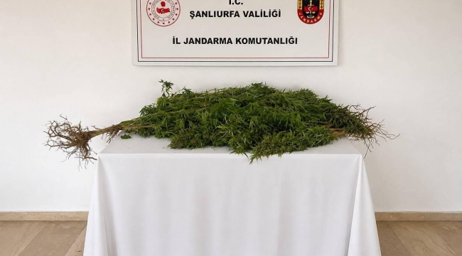 Yasa Dışı Kenevir Ektiği Belirlendi! Şanlıurfa'da Operasyon