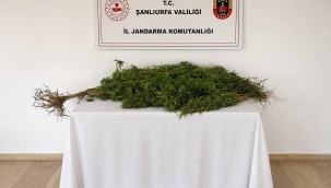 Yasa Dışı Kenevir Ektiği Belirlendi! Şanlıurfa'da Operasyon