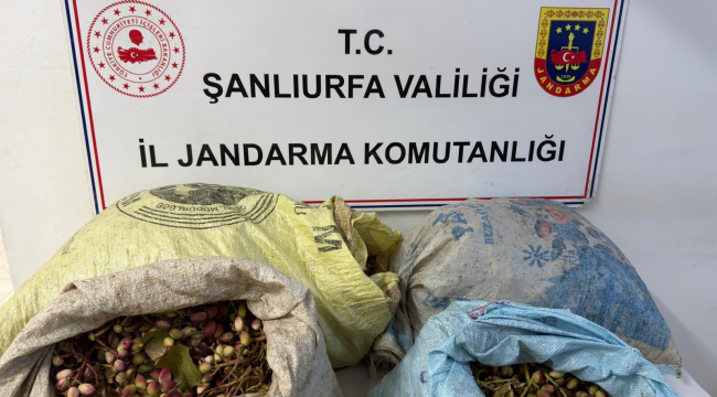 Ceylanpınar'da Fıstık Operasyonu! 75 Kilo Fıstıkla Yakalandılar