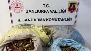 Ceylanpınar'da Fıstık Operasyonu! 75 Kilo Fıstıkla Yakalandılar