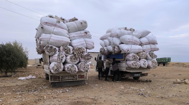 Harran Ovası'nda Ekmek Mücadelesi! Kilosunu 20 TL'den Satıyorlar