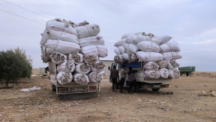 Harran Ovası'nda Ekmek Mücadelesi! Kilosunu 20 TL'den Satıyorlar