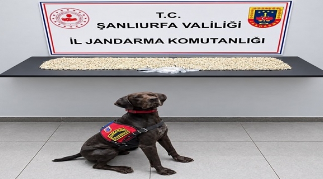 Şanlıurfa'da bir evden çıkanlar şaşkına çevirdi! 14 bin 410 Captagon