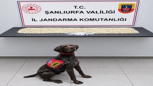 Şanlıurfa'da bir evden çıkanlar şaşkına çevirdi! 14 bin 410 Captagon