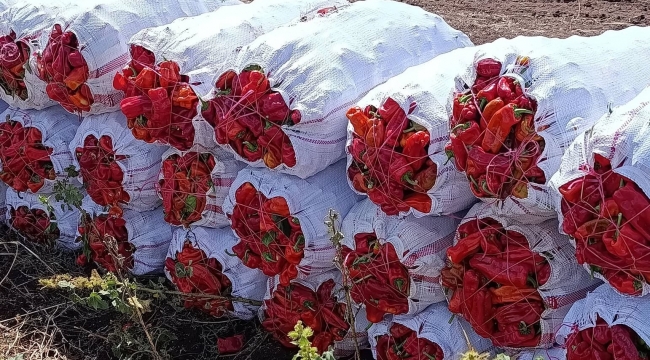 Şanlıurfa'da isot alacakları sevindiren gelişme! Fiyatlar dibi gördü