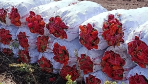 Şanlıurfa'da isot alacakları sevindiren gelişme! Fiyatlar dibi gördü
