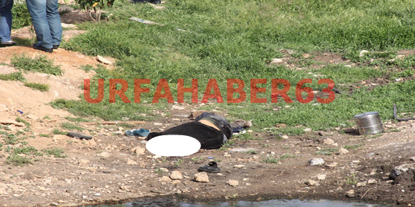 Şanlıurfa'da köpek kavgası, 2 ölü 5 yaralı