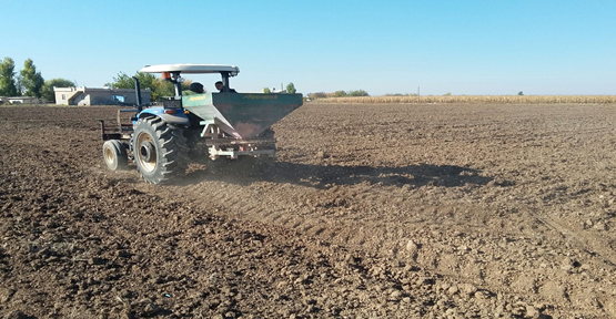 Harran'da buğday ekimi başladı