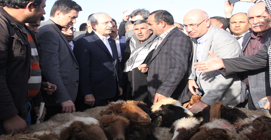 Kılıçdaroğlu, Hayvan pazarını gezdi