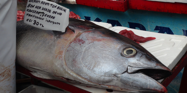 Kilosu 30 liradan satılan ton balığa büyük ilgi gördü