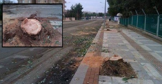 Urfa'da ağaç katliamı
