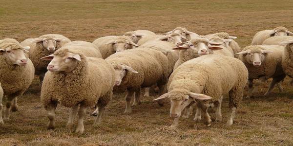 Urfa'da koyun otlatma alanları yok oldu