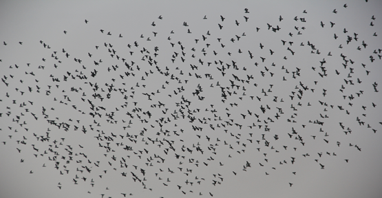 Urfa'da kuşlar ilginç görüntü oluşturdu