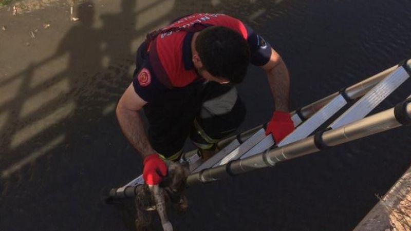 Urfa'da su kanalına düşün köpeği İtfaiye ekipleri kurtardı