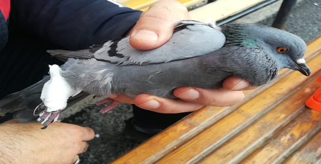 Yaralı güvercini  itfaiye kurtardı