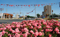 13 İlçe çiçeklerle donatılıyor