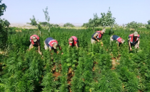 15 Bin Metre Karelik Araziye Uyuşturucu Ektiler!