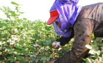 2015 Yılı Pamuk Toplama Ve Mısır Biçim Fiyatı Açıklandı