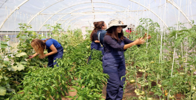 2017'de 16 bin 67 genç çiftçiye 30'ar bin TL'lik hibe desteği verilecek