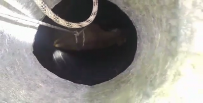 25 metrelik kuyuya düşen Keçi kurtarıldı