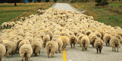 300 Koyun Projesinde İlk Yıl Kaç Bin Baş Hayvan Dağıtılacak