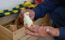 4 ayaklı civciv herkesi hayrete düşürdü