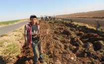 50 derece sıcaklarda 20 lira yevmiye kazanabilmek için‏