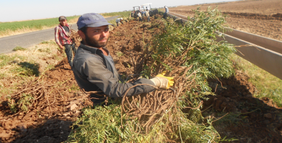 50 Derece Sıcaklarda 50 Lira Yevmiye Kazanabilmek İçin‏