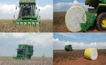 80 İşçinin pamuk toplamasını makine yapıyor