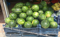 Adana Karpuzu sergide yerini aldı