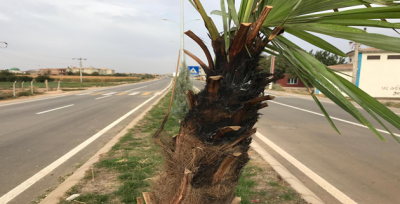Ağaçları Hedef Aldılar 35 Palmiye Ağacı Yakılarak Tahrip Edildi