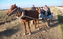 Akaryakıt bahalı olunca at arabasına devam