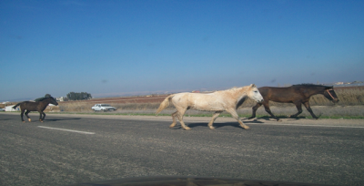 Akçakale Yolu Tehlike Saçıyor