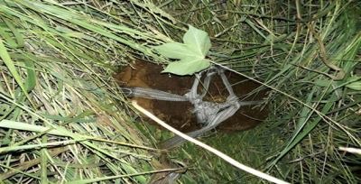 Akçakale'de 2 Bin Adet Uzun Namlulu Silah Mermisi Bulundu