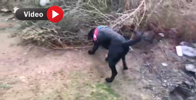 Akçakale'de 20 Kilo Esrar Ele Geçirildi