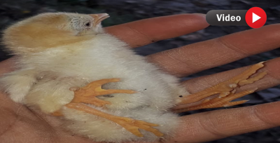 Akçakale'de Görüldü