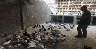 Akçakale'de Roketler Kuşları da Etkiledi