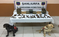 Akçakale'de tarlaya gömülü silah bulundu