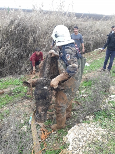 Akıntıya Kapılan İnek İçin Seferber Oldular