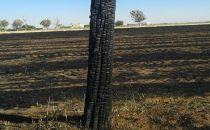 Anız İle Birlikte Elektrik Direklerini De Yaktılar