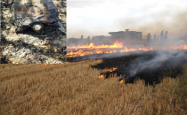 Anızla Birlikte hayvanlarda Yanıyor