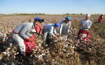 Arkadaşları okulda kendileri tarlada