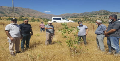 Artık İller gelir getirici ağaç modeliyle kalkınıyor