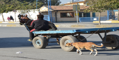 At Arabasına Bağlanıp Götürülen Köpeğin Zor Anları