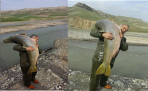 Atatürk Barajında  Dev Balık Yakalandı