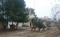 Atıl durumda olan havaalanına develer yerleşti